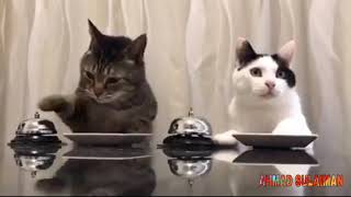 Download5 menit tingkah laku lucu kucing terbaru 2019 #1 MP3 MP4 5 menit tingkah laku lucu kucing terbaru 2019 #1
