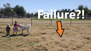 Was our winter pasture a failure?!! by Saving Miller 204 views 2 years ago 9 minutes, 48 seconds