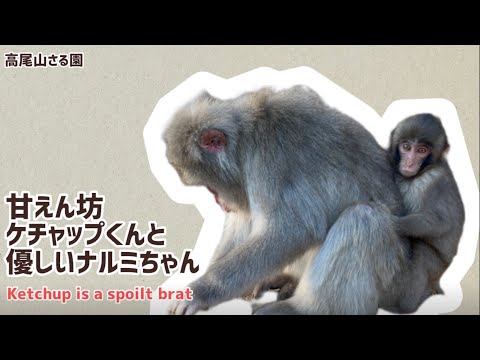 【高尾山さる園】甘えん坊ケチャップくんと優しいナルミちゃん【SNOW MONKEY】