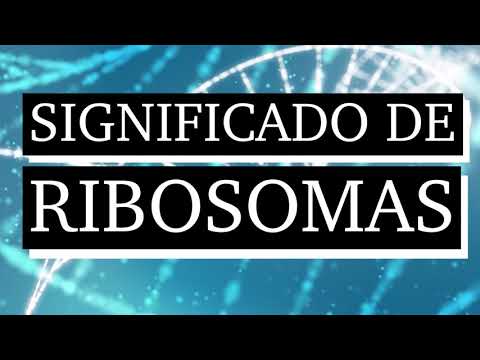 Significado de ribosomas - Qué son ribosomas - Cuál es el significado de ribosomas