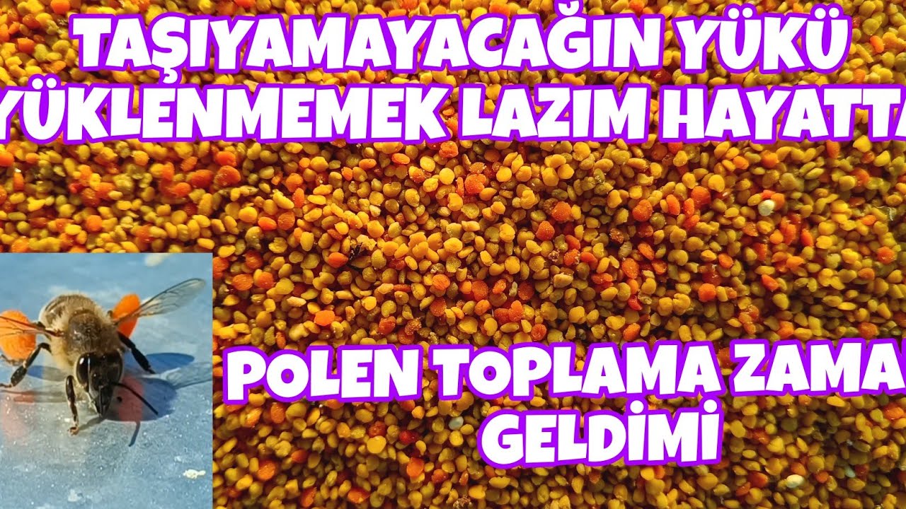 TAŞIYAMAYACAĞI KADAR POLEN TOPLAYAN ARI KOVANINA GİDEMEDİ. POLEN TOPLAMA ZAMANI