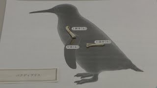 世界最小級ペンギンの化石は新種と判明 「パクディプテス」と命名 岡山