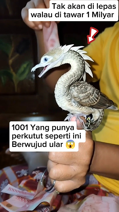 1001 yang punya perkutut seperti ini wujud ular