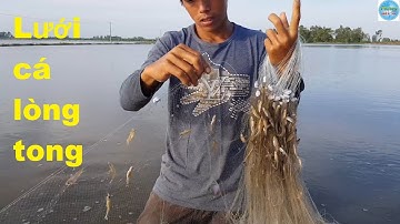 112 | Giăng lưới cá lòng tong về chiên giòn | Fishing
