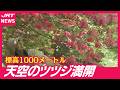 【真紅の絶景】山肌染める「船窪のオンツツジ」満開