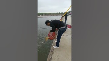 Câu cá bằng lưới hay nhất 🐟 Video câu cá tuyệt vời 🐟 #shorts