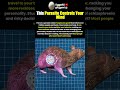 This Parasite Controls Your Mind 😱#shorts