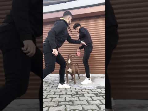 Pitbull sahibini nasıl korur? 😱