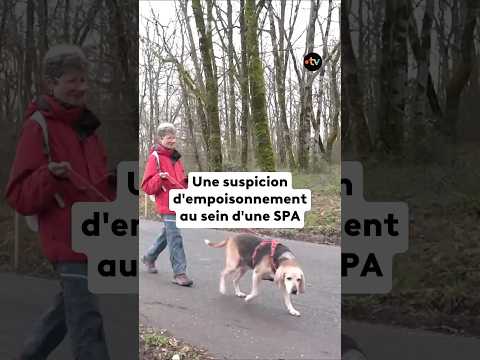 Le cri d'alarme de la SPA après la mort d'un chien et une suspicion d'empoisonnement