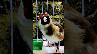 Altınbaşak Stilinde Öten En Iyi Kuş Hangisidir?