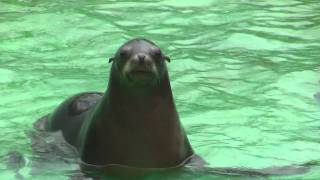 A sea lion at the bronx zoo."wildlife conservation society"