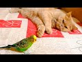 Funny budgie entertains sleeping cat