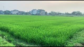 green fields part 6