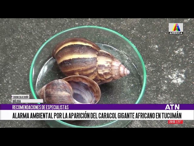 Alarma por el caracol gigante africano en Tucumán: recomendaciones de los especialistas