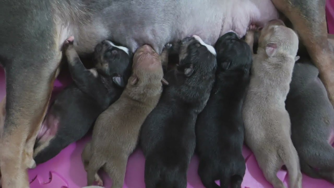 How To Whelp A American Bully Litter / Whelping Tips And Puppies For