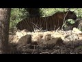 T39 Noor In Killing Mode Tigers Of Ranthambore National Park T39 Noor In Killing Mode Tigers Of Ranthambore National Park