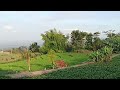 Di desa selopanggung Kediri Jawa timur 