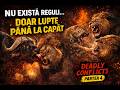Nu există reguli… doar lupte până la capăt – deadly conflicts (Lion)