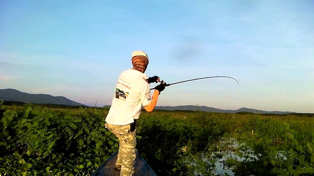 Big Snakehead !!! Wild Toman Fishing Thailand !!! Heavy Cover Terrains