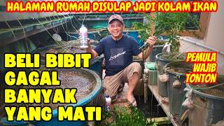 MENGOBATI IKAN LUKA & JAMUR DENGAN RED BLUEDOX, MENCEGAH DENGAN DAUN PEPAYA JEPANG