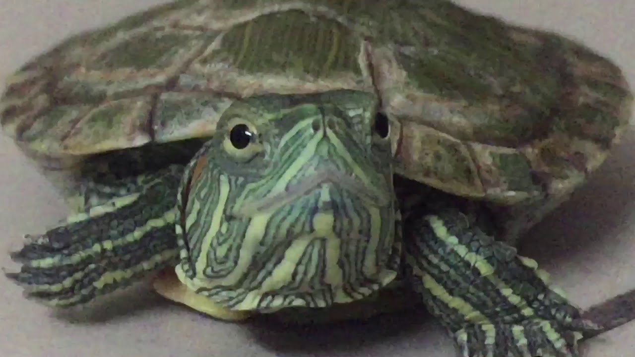 The small turtle explores the marble tiles!! - YouTube