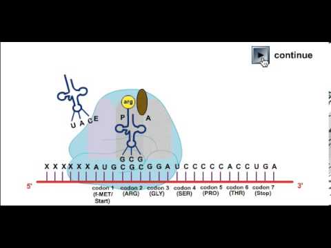 Mechanism of action of azithromycin animation cartoon Mechanism of action of azithromycin animation cartoon