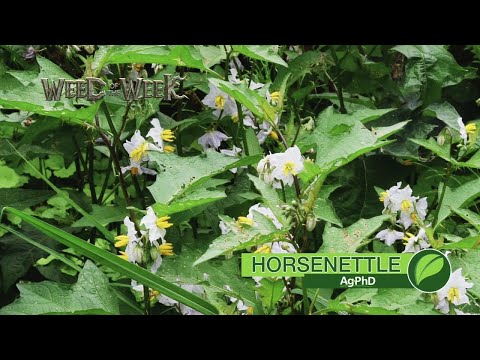 Video: Horsenettle Identification: Tips on Horsenettle Herbicid and Organic Control