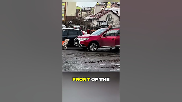 Hero Dog Stops Traffic to Help Blind Owner Cross the Road #wholesome