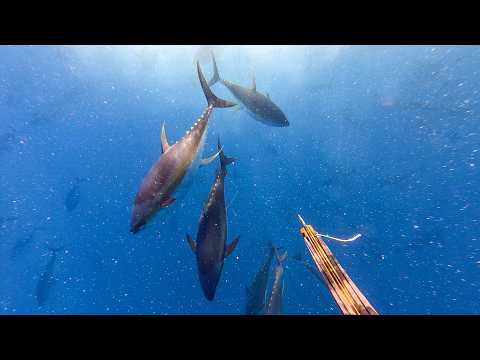 Spearing 3 Giant Tuna | Full Fight (raw, Unedited Footage)