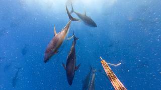 Spearing 3 Giant Tuna | Full Fight (Raw, Unedited Footage)