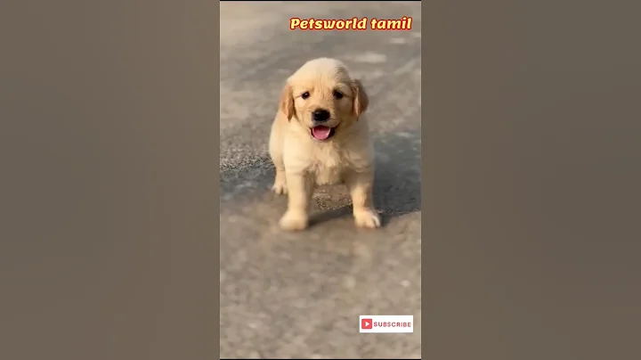 Watch the video about Funny and Cute Golden Retriever Videos That Will Change Your Mood For Good- Cutest Golden Retriever