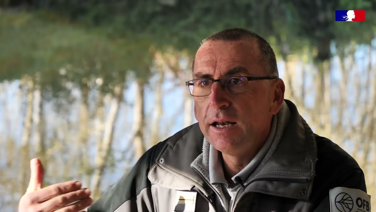 Le retour de la loutre sur les bords de Loire