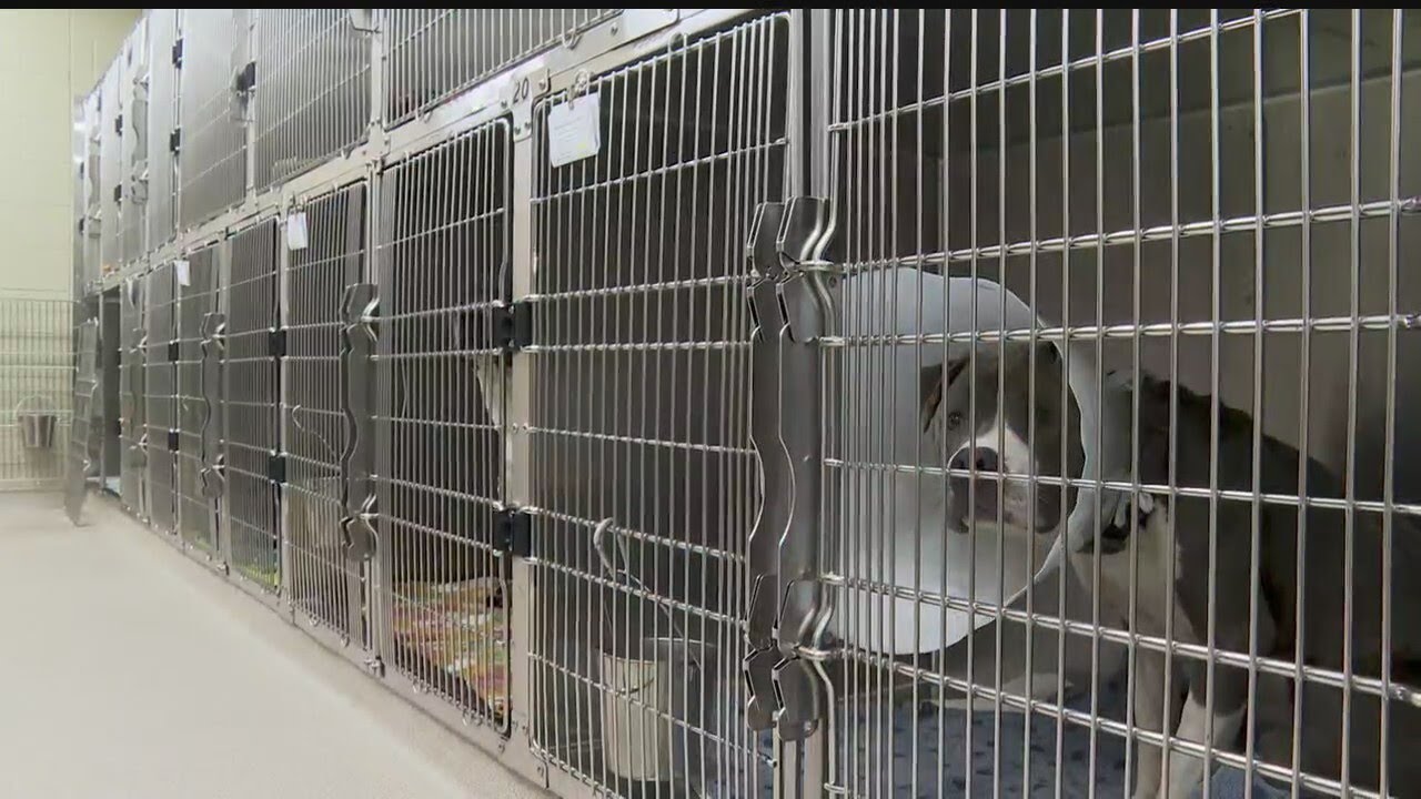 Dog warden, others unable to accept surrendered animals: 'We need help'