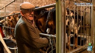 Campechanos |  José Millán, un ganadero de las razas caprina Payoya y merina de Grazalema