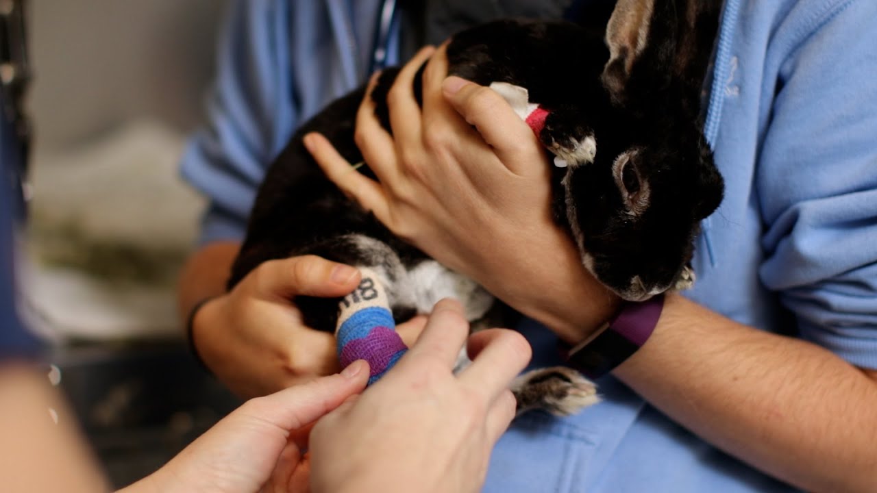 VCA Mission & Bird Animal Hospital Oceanside California YouTube