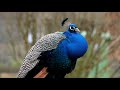 SHIMBIRO LAYAABLEH AMAZING BIRDS 