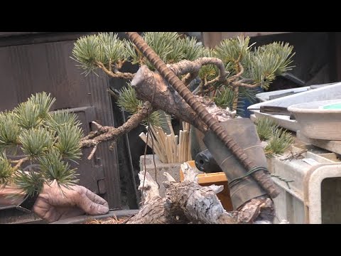 五葉松　幹太いです。 Bending a thick Japanese white pine - YouTube