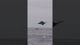 Who knew mantis Rays can fly 🤯🤯 #animals #cute  #cuteanimals #mantis #fyp #shorts #rays