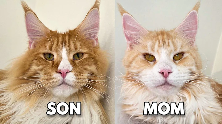 Video 11459471: maine coon cat kitten, little maine coon kitten, maine coon family, cat kittens home, cat old