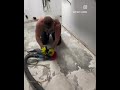 Watch Us Remove All Thin Set 💥 | Satisfying Floor Prep #shorts
