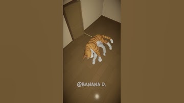 Thumbnail of OHIO BOSS Meow Cat in Sleeping Room at 3Am