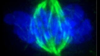 Abiogenesis Made Difficult: An Addendum