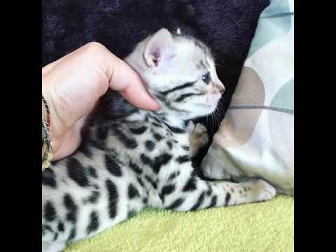 silver-bengal-kittens-for-sale