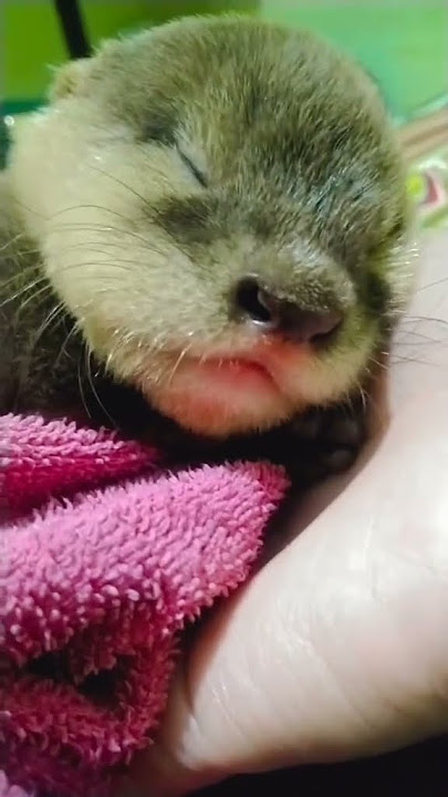 #shorts #trending #otter #trend #petsoftiktok #funny #smartanimals #animals #cat #tiaraekaputrii #yt