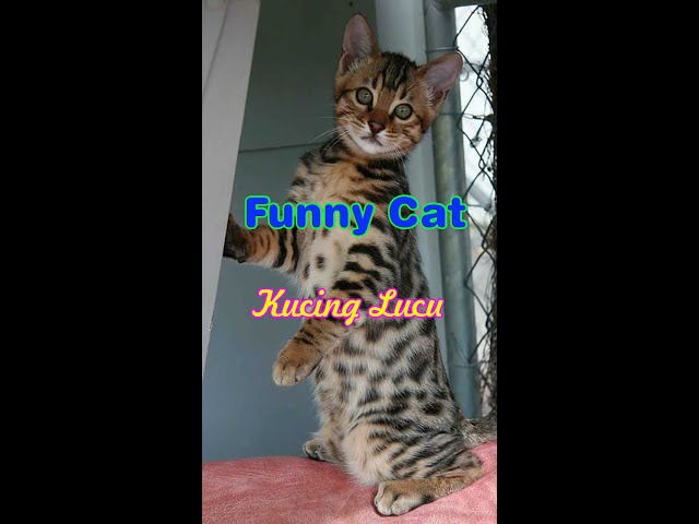 Funny Cats || Kucing Imut Dan Lucu class=