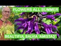 FLOWERS ALL SUMMER PLANT SALVIA AMISTAD FOR MONTHS OF BEAUTIFUL BLOOMS FLOWERS ALL SUMMER PLANT SALVIA AMISTAD FOR MONTHS OF BEAUTIFUL BLOOMS