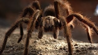 Tarantulas And Their Venomous Relations