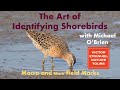 The Art of Identifying Shorebirds