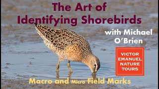 The Art of Identifying Shorebirds
