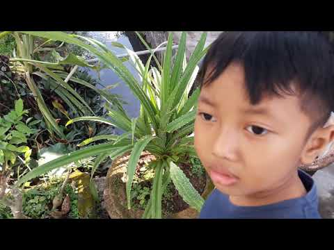 Video: Turquoise Puya Care: Cara Menanam Tanaman Turquoise Puya